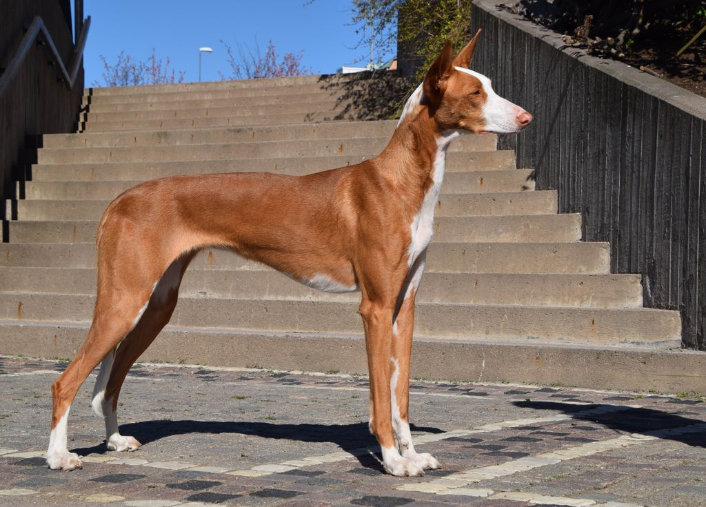 Ibizan Hound The Breed Archive