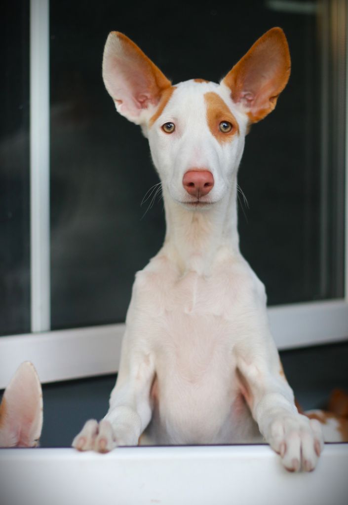 Hound The Breed Archive