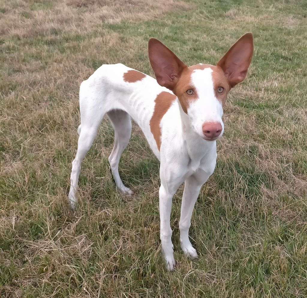 Hound The Breed Archive