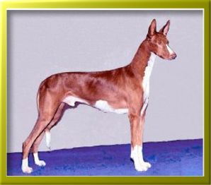 Ibizan Hound - The Breed Archive