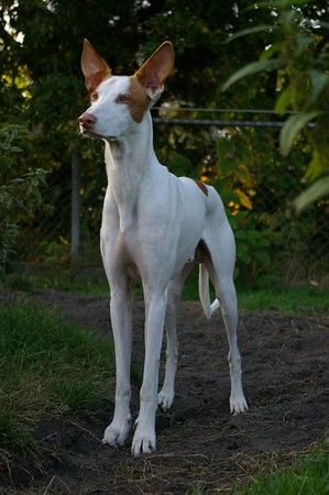 can ibizan hound be white